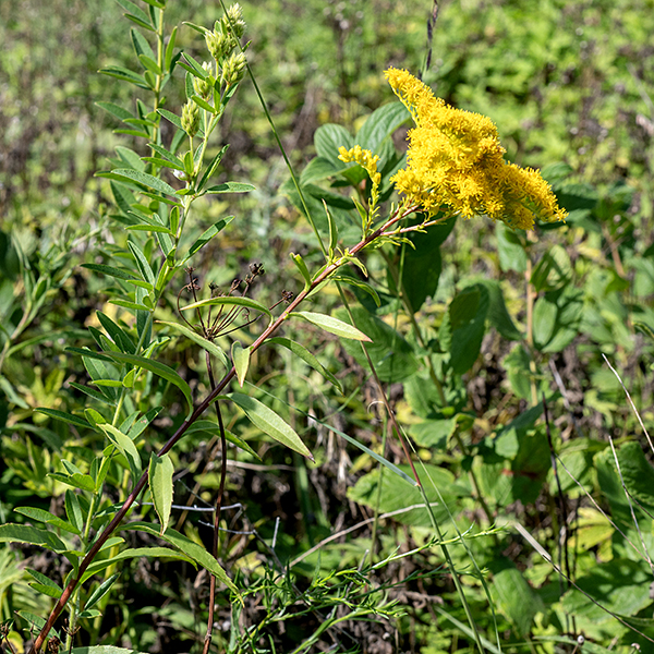 Late goldenrod is a native goldenrod that grows 3-7' tall; except at the apex (where the flowering stalks occur) it is largely unbranched. The stem is light green, pale purple, or deep reddish-brown, sometimes with a whitish waxy bloom, round in section, and hairless. The basal leaves wither before the plant begins to flower. The stem leaves are alternate, 3-6" long and 1/3-1.75 " across regardless of position on the stem (but largest mid-stem), elliptical or narrowly lance-shaped, gradually tapering towards both ends, at least partly toothed along the leaf margins, and sessile on the stem. The leaves are "three-nerved" with a midline vein and two lateral veins that more or less parallel the leaf margins. The central stem gives rise to an inflorescence (a panicle) up to one foot long and wide made up of light green, slightly fuzzy, recurved branches with a few leafy bracts smaller than the stem leaves. Each flowerhead is about 1/4" across with 9-15 yellow ray florets and 7-12 yellow disk florets. Surrounding the base of the flowerhead are 2-5 series of appressed bracts (phyllaries) that combined are 2-4+ mm long; individual bracts are elongate lance-shaped. The flower stalks (pedicels) are minutely hairy, usually shorter than the phyllaries, all attached to one side of the panicle branches and curving upwards. Full-sized late goldenrod plants are imposing — tall, green, yellow-tipped columns towering over every plant around them. The leaves of late goldenrod are similar to those of Canada goldenrod (S. canadensis), but the latter has hairy stems and tends to be somewhat shorter. Both tall goldenrod (S. altissima) and late goldenrod are three-nerved, have the largest leaves mid-stem, and pyramidal inflorescences, but tall goldenrod has rough-feeling (sandpapery) stems and leaves while late goldenrod has smooth stems and leaves. Of the three very similar species (late goldenrod, tall goldenrod, and Canada goldenrod), only late goldenrod has a hairless stem.