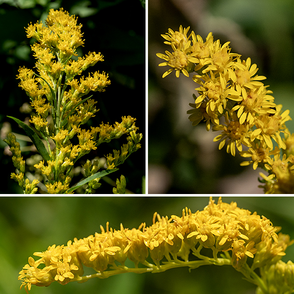 Early goldenrod's inflorescence is apical, a panicle of flowering stems that "often arch upward and outward like a fireworks display" (John Hilty, www.illinoiswildflowers.info). Individual flowerheads are about 1/4" across; they have 4-12 yellow ray florets, not all open at one time, and 8-15 yellow disk florets. The base of the flowerhead is surrounded by 3-4 series of overlapping, narrow, hairless, yellowish-green bracts (phyllaries) that together are 3-4 mm (1/16") long. The pedicels (flower stalks) are usually hairless, all attached on one side of the panicle's flowering branches and curving upward. The fruit is a cone-shaped dry seed 1-1.5 mm long with an attached tuft of light brown hairs 2.5-3.5 mm long. The combination of wing-like leaflets in the leaf axils, hairless stems and leaves, and an inflorescence whose flowering stems flare up and out is diagnostic for early goldenrod. Field goldenrod (Solidago nemoralis) is much the same size and general appearance, but has hairy stems and leaves, unlike early goldenrod.
