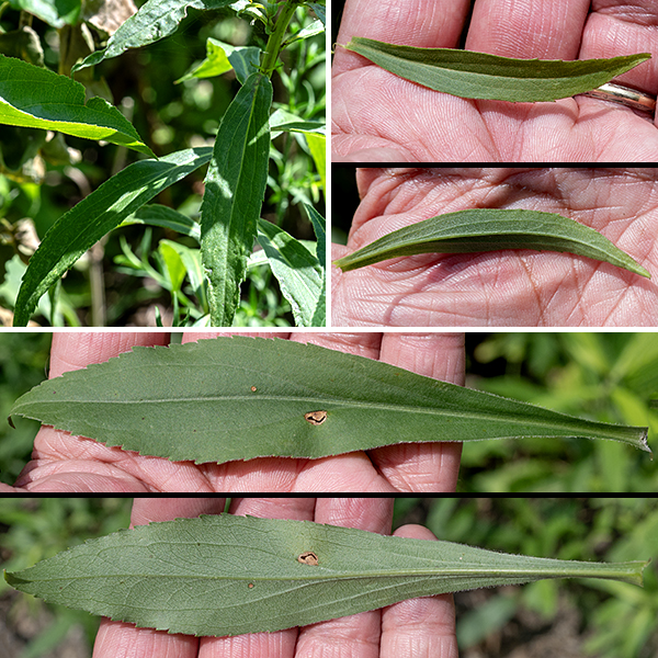 Early goldenrod, as the name implies, tends to be the earliest goldenrod to bloom (mid-July, at least in Jackson Park) but continues to bloom long enough to overlap with a number of other goldenrods. The species is native to eastern and central North America. There is a single, unbranched stem up to 3' tall; that stem is green or reddish, shallowly ridged, and hairless. The basal and lower stem leaves are up to 12" long and 2 inches across with spatulate blades and toothed margins; the blade tapers at both ends to a sharp tip and a long, winged petiole. The basal leaves and lower stem leaves persist until flowering. The stem leaves are alternate, up to 8" long and 1.5" across in the bottom third of the stem, with wing-like leaflets in the leaf axils; the leaves rapidly decrease in size higher on the stem. The leaves (usually) have five major veins, none (except the midvein) very prominent. All stem leaves have a prominent midvein but two to four, rather modest, lateral veins; margins may be smooth or toothed. The upper stem leaves are sessile.