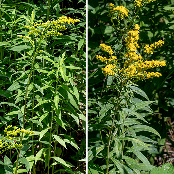 Early goldenrod, as the name implies, tends to be the earliest goldenrod to bloom (mid-July, at least in Jackson Park) but continues to bloom long enough to overlap with a number of other goldenrods. The species is native to eastern and central North America. There is a single, unbranched stem up to 3' tall; that stem is green or reddish, shallowly ridged, and hairless. The basal and lower stem leaves are up to 12" long and 2 inches across with spatulate blades and toothed margins; the blade tapers at both ends to a sharp tip and a long, winged petiole. The basal leaves and lower stem leaves persist until flowering. The stem leaves are alternate, up to 8" long and 1.5" across in the bottom third of the stem, with wing-like leaflets in the leaf axils; the leaves rapidly decrease in size higher on the stem. The leaves (usually) have five major veins, none (except the midvein) very prominent. All stem leaves have a prominent midvein but two to four, rather modest, lateral veins; margins may be smooth or toothed. The upper stem leaves are sessile. The inflorescence is apical, a panicle of flowering stems that "often arch upward and outward like a fireworks display" (John Hilty, www.illinoiswildflowers.info). Individual flowerheads are about 1/4" across; they have 4-12 yellow ray florets, not all open at one time, and 8-15 yellow disk florets. The base of the flowerhead is surrounded by 3-4 series of overlapping, narrow, hairless, yellowish-green bracts (phyllaries) that together are 3-4 mm (1/16") long. The pedicels (flower stalks) are usually hairless, all attached on one side of the panicle's flowering branches and curving upward. The fruit is a cone-shaped dry seed 1-1.5 mm long with an attached tuft of light brown hairs 2.5-3.5 mm long. The combination of wing-like leaflets in the leaf axils, hairless stems and leaves, and an inflorescence whose flowering stems flare up and out is diagnostic for early goldenrod. Field goldenrod (Solidago nemoralis) is much the same size and general appearance, but has hairy stems and leaves, unlike early goldenrod.