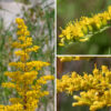 The wand-shaped, nodding inflorescence of field goldenrod arises from the tip of the stem; it is 3-7" long and widest in the middle, tapering towards either end; the flowerheads are all on one side of the flower branches. Flowerheads are each 1/4" across consisting of 4-10 yellow ray florets and 3-10 yellow disk florets. The bracts (phyllaries) surrounding the base of the flowerhead are in three overlapping series; they are pale greenish yellow, covered in short, white hairs. The fruit is a dry seed 0.5-2 mm long with an attached tuft of light brown hairs. Field goldenrod can be distinguished from other goldenrods by (1) its diminutive size, (2) the inflorescence that nods to one size, (3) leaflets present in leaf axils (4) short, fine hairs on both leaves and stems, and (5) the grayish cast of the leaves.