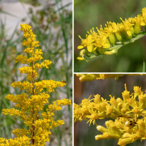 The wand-shaped, nodding inflorescence of field goldenrod arises from the tip of the stem; it is 3-7" long and widest in the middle, tapering towards either end; the flowerheads are all on one side of the flower branches. Flowerheads are each 1/4" across consisting of 4-10 yellow ray florets and 3-10 yellow disk florets. The bracts (phyllaries) surrounding the base of the flowerhead are in three overlapping series; they are pale greenish yellow, covered in short, white hairs. The fruit is a dry seed 0.5-2 mm long with an attached tuft of light brown hairs. Field goldenrod can be distinguished from other goldenrods by (1) its diminutive size, (2) the inflorescence that nods to one size, (3) leaflets present in leaf axils (4) short, fine hairs on both leaves and stems, and (5) the grayish cast of the leaves.