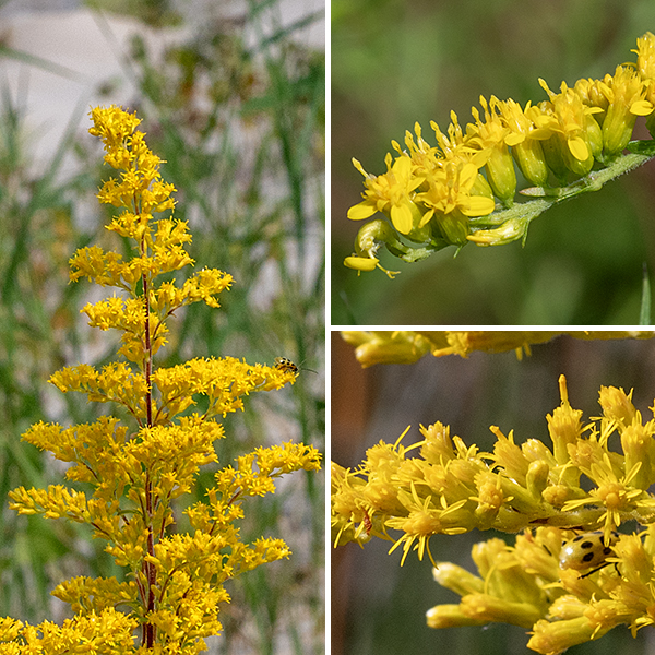 The wand-shaped, nodding inflorescence of field goldenrod arises from the tip of the stem; it is 3-7" long and widest in the middle, tapering towards either end; the flowerheads are all on one side of the flower branches. Flowerheads are each 1/4" across consisting of 4-10 yellow ray florets and 3-10 yellow disk florets. The bracts (phyllaries) surrounding the base of the flowerhead are in three overlapping series; they are pale greenish yellow, covered in short, white hairs. The fruit is a dry seed 0.5-2 mm long with an attached tuft of light brown hairs. Field goldenrod can be distinguished from other goldenrods by (1) its diminutive size, (2) the inflorescence that nods to one size, (3) leaflets present in leaf axils (4) short, fine hairs on both leaves and stems, and (5) the grayish cast of the leaves.
