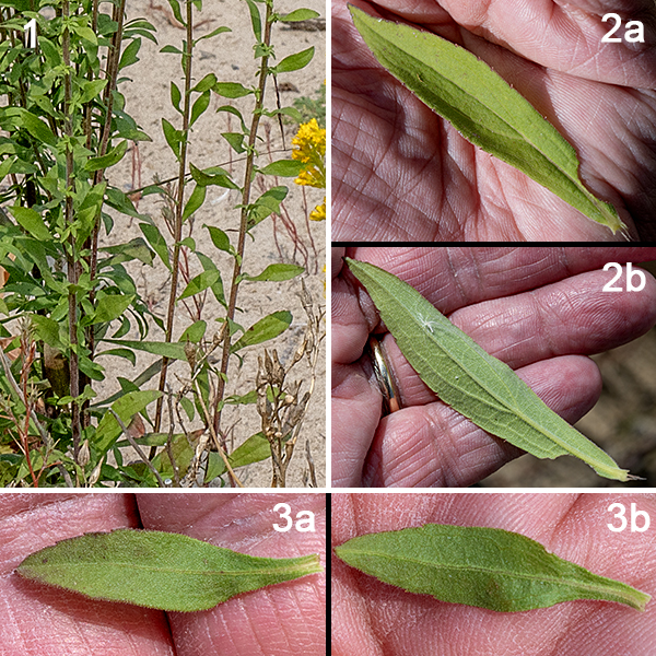 Field goldenrod (aka, old-field goldenrod or gray goldenrod) is a widely distributed native that produces an unbranched stem 6-30" tall. The stem is round in section, grayish-green or reddish-green (especially on the lower stem), and densely covered with short, white hairs. The basal leaves are up to 4" long and 1/2" wide with a smooth or scalloped margin, tapering to a long, winged petiole. The stem leaves are alternate, narrower than the basal leaves, sessile, with smooth margins, decreasing in size up the stem; there are often small leaflets in the leaf axils of middle and upper stem leaves. The leaves are grey-green in color and have a scratchy texture, both traits due to the covering of short, white hairs.