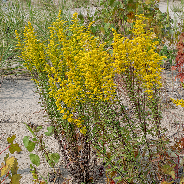 Field goldenrod (aka, old-field goldenrod or gray goldenrod) is a widely distributed native that produces an unbranched stem 6-30" tall. The stem is round in section, grayish-green or reddish-green (especially on the lower stem), and densely covered with short, white hairs. The basal leaves are up to 4" long and 1/2" wide with a smooth or scalloped margin, tapering to a long, winged petiole. The stem leaves are alternate, narrower than the basal leaves, sessile, with smooth margins, decreasing in size up the stem; there are often small leaflets in the leaf axils of middle and upper stem leaves. The leaves are grey-green in color and have a scratchy texture, both traits due to the covering of short, white hairs. The wand-shaped, nodding inflorescence arises from the tip of the stem; it is 3-7" long and widest in the middle, tapering towards either end; the flowerheads are all on one side of the flower branches. Flowerheads are each 1/4" across consisting of 4-10 yellow ray florets and 3-10 yellow disk florets. The bracts (phyllaries) surrounding the base of the flowerhead are in three overlapping series; they are pale greenish yellow, covered in short, white hairs. The fruit is a dry seed 0.5-2 mm long with an attached tuft of light brown hairs. Field goldenrod can be distinguished from other goldenrods by (1) its diminutive size, (2) the inflorescence that nods to one size, (3) leaflets present in leaf axils (4) short, fine hairs on both leaves and stems, and (5) the grayish cast of the leaves.