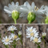 Upland white goldenrod stems end in a flat-topped panicle 6" across of flowerheads; colonies can present a visually continuous surface of flowers. The flowerheads are 3/4-1" across on 1" stems; each flowerhead has 10-25 white, pistillate ray florets (no stamens) and 30-36 yellowish, perfect disc florets (with both pistils and stamens). The petal-like rays are bright white and spreading, sometimes with notched tips; they look very much like a generic aster flowerhead. The disk florets are dull white and tubular; the five stamens in each disk floret are conjoined and yellow, giving a yellowish cast to the disk. Behind the flowerhead are 4-5 series of hairless bracts (phyllaries), light green at their base, darker green at the tips, each phyllary with a prominent light green mid-vein; the phyllaries are 4 mm long in total. Upland white goldenrod is uncommon in most of northern Illinois except in the sandy soils near Lake Michigan. ITIS and the Flora of North America accept Solidago ptarmicoides as a valid species name; the USDA Plants Database and NatureServe Explorer consider S. ptarmicoides as a junior synonym of Oligoneuron album (as does illinoiswildflowers.info).