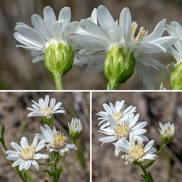 Upland white goldenrod stems end in a flat-topped panicle 6" across of flowerheads; colonies can present a visually continuous surface of flowers. The flowerheads are 3/4-1" across on 1" stems; each flowerhead has 10-25 white, pistillate ray florets (no stamens) and 30-36 yellowish, perfect disc florets (with both pistils and stamens). The petal-like rays are bright white and spreading, sometimes with notched tips; they look very much like a generic aster flowerhead. The disk florets are dull white and tubular; the five stamens in each disk floret are conjoined and yellow, giving a yellowish cast to the disk. Behind the flowerhead are 4-5 series of hairless bracts (phyllaries), light green at their base, darker green at the tips, each phyllary with a prominent light green mid-vein; the phyllaries are 4 mm long in total. Upland white goldenrod is uncommon in most of northern Illinois except in the sandy soils near Lake Michigan. ITIS and the Flora of North America accept Solidago ptarmicoides as a valid species name; the USDA Plants Database and NatureServe Explorer consider S. ptarmicoides as a junior synonym of Oligoneuron album (as does illinoiswildflowers.info).