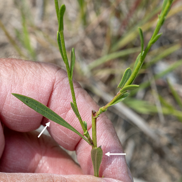 Upland white goldenrod (aka, prairie goldenrod or white goldenrod) is a goldenrod that looks like an aster. It is another native, one that tends to form dense but short colonies, 9-24" tall. The stems are light green to reddish-purple, round in section, and unbranched below the inflorescence; upper parts of the stems tend to be rough to the touch. Basal leaves are absent. The stem leaves are up to 6" long and one centimeter wide, alternate, grass-like (narrow and parallel-sided), medium-green, hairless, and toothed near their tips. Lower leaves taper into a short petiole; the upper leaves are sessile.