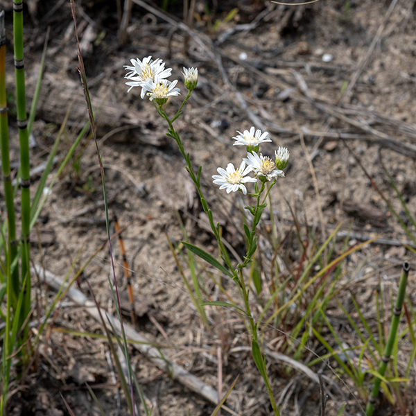 Upland white goldenrod (aka, prairie goldenrod or white goldenrod) is a goldenrod that looks like an aster. It is another native, one that tends to form dense but short colonies, 9-24" tall. The stems are light green to reddish-purple, round in section, and unbranched below the inflorescence; upper parts of the stems tend to be rough to the touch. Basal leaves are absent. The stem leaves are up to 6" long and one centimeter wide, alternate, grass-like (narrow and parallel-sided), medium-green, hairless, and toothed near their tips. Lower leaves taper into a short petiole; the upper leaves are sessile. Each stem ends in a flat-topped panicle 6" across of flowerheads; colonies can present a visually continuous surface of flowers. The flowerheads are 3/4-1" across on 1" stems; each flowerhead has 10-25 white, pistillate ray florets (no stamens) and 30-36 yellowish, perfect disc florets (with both pistils and stamens). The petal-like rays are bright white and spreading, sometimes with notched tips; they look very much like a generic aster flowerhead. The disk florets are dull white and tubular; the five stamens in each disk floret are conjoined and yellow, giving a yellowish cast to the disk. Behind the flowerhead are 4-5 series of hairless bracts (phyllaries), light green at their base, darker green at the tips, each phyllary with a prominent light green mid-vein; the phyllaries are 4 mm long in total. Upland white goldenrod is uncommon in most of northern Illinois except in the sandy soils near Lake Michigan. ITIS and the Flora of North America accept Solidago ptarmicoides as a valid species name; the USDA Plants Database and NatureServe Explorer consider S. ptarmicoides as a junior synonym of Oligoneuron album (as does illinoiswildflowers.info).