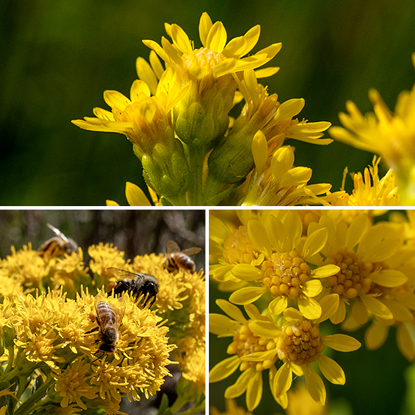 Stiff goldenrod's inflorescence (a corymb) arises from the tip of the main stem and from the upper side stems. It is a compact, flat-topped or rounded mass of flowers 2-5" wide. Each flower is 3/8" across (big for a goldenrod) with 6-13 yellow, pistillate ray florets (with purple styles and no stamens) and up to 35 (usually fewer) yellow, perfect disc florets with five yellow stamens and a purplish, split style. The back of the flowerhead is covered with 3-5 series of overlapping bracts (phyllaries) with the midvein and other veins visible. The fruit is a dry seed that is angular in outline, about 2 mm long with a tuft of white or light brown hairs. The distinctive stiff, rounded upper leaves that clasp the stem are all you need to unequivocally identify stiff goldenrod.