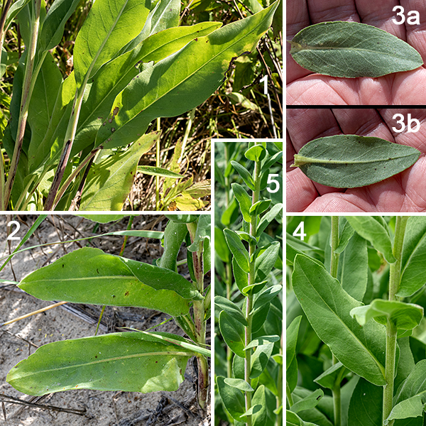 Stiff goldenrod is a prairie native 2-5' tall. The stem is covered with fine, curved, stiff, white hairs and several longitudinal grooves, is round in section, and is unbranched except near the inflorescence. The basal leaves (if present) and lower stem leaves are grayish green and rough from short, stiff hairs, up to 10" long, 3-6 times as long as wide, with rounded tips, tapering basally to long petioles. The stem leaves are alternate and, regardless of shape, are always blunt tipped; they are fuzzy with smooth or (less commonly) very shallowly serrated margins. The leaves are initially soft and floppy but later become quite stiff (thus the species name, rigida). The middle and upper stem leaves are up to 2" long, decreasing in size up the stem; they are stiff, fleshy, rounded, and clasping/sheathing the stem using the basal part of the blade.
