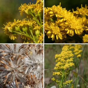 Solidago sempervirens