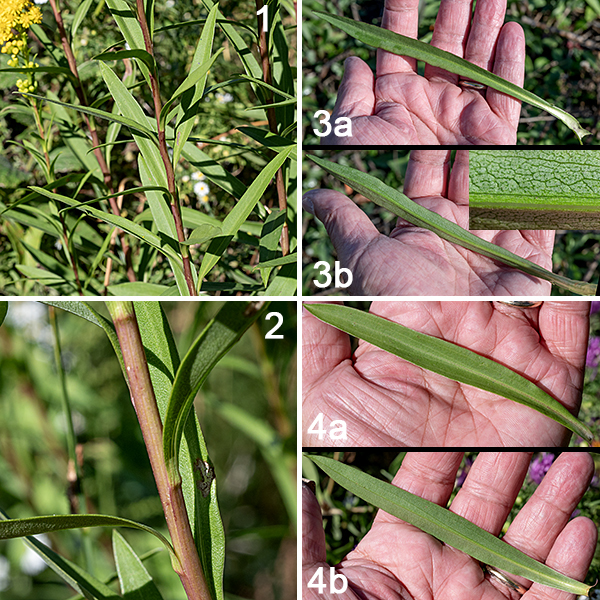 Seaside goldenrod is native to eastern North America and parts of the Caribbean; technically, it is an exotic around the Great Lakes (first recorded from the Lake Michigan region in 1969). In the midwest, it's known only from Illinois, Michigan, and Ohio with established populations on Lake Michigan, Lake Huron, and Lake Erie. It grows 2-8' tall. The stems are erect, round in section, and robust. Both rosettes of basal leaves and stem leaves are present at flowering. The basal leaves and lower stem leaves are an elongate egg-shape, tapering basally to a winged petiole that clasps the stem. The stem leaves are alternate and become sessile on the upper parts of the stem. The basal and lower stem leaves are long (up to 12"), fleshy, relatively narrow (1/2-1.5"), and dark green with smooth margins; the upper stem leaves are 2-8" long and 1/2" wide. Both the stem and leaves are smooth and hairless.