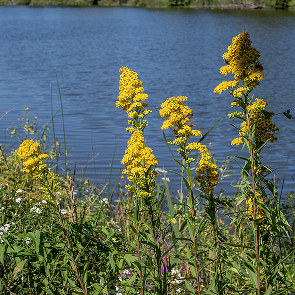 Seaside goldenrod is native to eastern North America and parts of the Caribbean; technically, it is an exotic around the Great Lakes (first recorded from the Lake Michigan region in 1969). In the midwest, it's known only from Illinois, Michigan, and Ohio with established populations on Lake Michigan, Lake Huron, and Lake Erie. It grows 2-8' tall. The stems are erect, round in section, and robust. Both rosettes of basal leaves and stem leaves are present at flowering. The basal leaves and lower stem leaves are an elongate egg-shape, tapering basally to a winged petiole that clasps the stem. The stem leaves are alternate and become sessile on the upper parts of the stem. The basal and lower stem leaves are long (up to 12"), fleshy, relatively narrow (1/2-1.5"), and dark green with smooth margins; the upper stem leaves are 2-8" long and 1/2" wide. Both the stem and leaves are smooth and hairless. Terminal arched flowering branches are dense with deep golden-yellow flowerheads arrayed on one side of the branch; the flowerheads are larger (7-9.5 mm wide) than most goldenrods. Each flower has 7-17 pistillate ray florets (no stamens) and 10-22 yellow perfect disc florets (producing both fertile stamens and a fertile style). The back of the flowerhead is covered with bracts (phyllaries) 3-7 mm long in 3-4 overlapping series. Seaside goldenrod prefers salty habitats like roadsides and fly ash deposits but seems to do well along the edges of West Lagoon. It blooms very late in the autumn (until October).