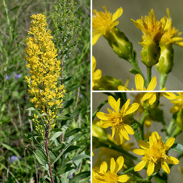 Showy goldenrod's inflorescence is a showy, cylindrical panicle up to 12" long arising from the tip of the stem; the flowering stems are erect or curve upwards and the flowerheads occur on all sides of the flowering stems. (Unlike most goldenrods, where the flowering stems curve outward and downward and the flowerheads are on one side of the flowering stems.) Each flowerhead is about 1/4" across consisting of 4-10 large (for a goldenrod) pistillate ray florets (no stamens) and 6-16 perfect disk florets (both stamens and style). Behind the flowerhead are 3-4 series of overlapping bracts (phyllaries), each with a prominent midvein. The fruit is a 2 mm long seed with dark brown longitudinal grooves and a tuft of light brown hairs. Showy goldenrod is distinguished from other goldenrods by the character combination of: (1) stem leaf margins smooth (not toothed), (2) wing-like leaflets in axils of upper leaves, (3) the stems of the inflorescence erect or curve upward (not out and down), and (4) stems and leaves largely or completely hairless except in the inflorescence.