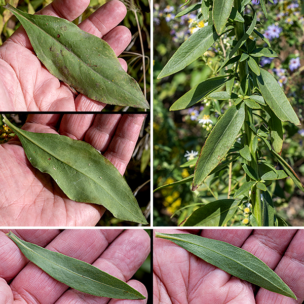 Showy goldenrod is a native perennial that can get up to 4' tall. The central stem is green or reddish. The basal leaves are 12" long (including the petiole) and 3" wide, spoon-shaped or lance-elliptic, with a sharply pointed tip, tapering to a narrow, winged petiole, but they have often withered by the time the plant flowers. The stem leaves are alternate, 6" long and 1.5" wide, lance shaped or elongate-oval, hairless, and with smooth margins. They are NOT "three-nerved." Moving up the stem, the leaves become smaller, more lance-elliptic, with shorter petioles, ultimately sessile. Mid to upper leaves are about 3.5" long and 1" wide. In the upper half of the stem, wing-like accessory leaves may develop in the leaf axils.