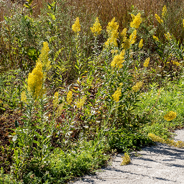 Showy goldenrod is a native perennial that can get up to 4' tall. The central stem is green or reddish. The basal leaves are 12" long (including the petiole) and 3" wide, spoon-shaped or lance-elliptic, with a sharply pointed tip, tapering to a narrow, winged petiole, but they have often withered by the time the plant flowers. The stem leaves are alternate, 6" long and 1.5" wide, lance shaped or elongate-oval, hairless, and with smooth margins. They are NOT "three-nerved." Moving up the stem, the leaves become smaller, more lance-elliptic, with shorter petioles, ultimately sessile. Mid to upper leaves are about 3.5" long and 1" wide. In the upper half of the stem, wing-like accessory leaves may develop in the leaf axils. The inflorescence is a showy, cylindrical panicle up to 12" long arising from the tip of the stem; the flowering stems are erect or curve upwards and the flowerheads occur on all sides of the flowering stems. (Unlike most goldenrods, where the flowering stems curve outward and downward and the flowerheads are on one side of the flowering stems.) Each flowerhead is about 1/4" across consisting of 4-10 large (for a goldenrod) pistillate ray florets (no stamens) and 6-16 perfect disk florets (both stamens and style). Behind the flowerhead are 3-4 series of overlapping bracts (phyllaries), each with a prominent midvein. The fruit is a 2 mm long seed with dark brown longitudinal grooves and a tuft of light brown hairs. Showy goldenrod is distinguished from other goldenrods by the character combination of: (1) stem leaf margins smooth (not toothed), (2) wing-like leaflets in axils of upper leaves, (3) the stems of the inflorescence erect or curve upward (not out and down), and (4) stems and leaves largely or completely hairless except in the inflorescence.