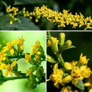 Elmleaf goldenrod's stem (and sometimes upper leaf axils) produces an open, airy inflorescence (a panicle) at its tip that may be a foot tall and wide with arching, widely-spreading branches. The flowerheads rest on very short stems (nearly sessile) along one side of the major branches, facing upward; on the opposite side of the branches are small (1") bracts. Both stems and branches in the inflorescence are covered with hairs. The flowerheads are 1/8-1/4" across with 3-6 yellow, pistillate ray florets (no stamens) and 4-7 yellow, perfect disk florets (both stamens and a style). Surrounding the base of the flowerheads are 16-18 bracts (phyllaries) in 2-3 overlapping series.
