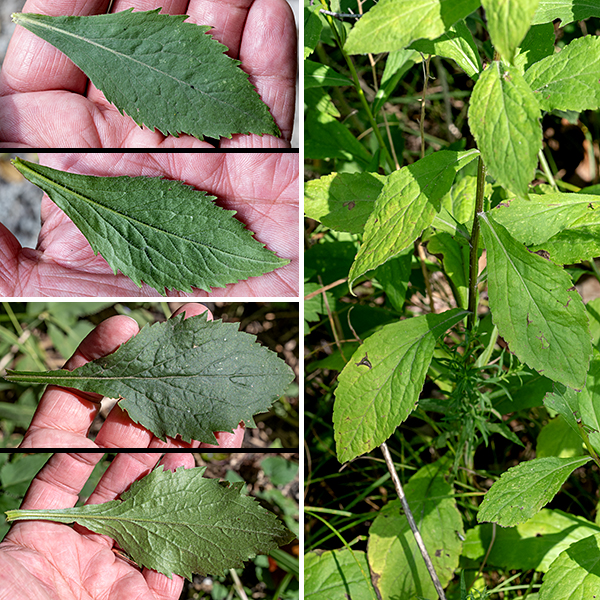 Elmleaf goldenrod is a native species that prefers open woodlands; it reaches 1.25-3' tall, usually unbranched except near the terminal inflorescences. The stem is light green, variably hairy, round in section, and rather slender. The leaves are alternate, up to 4" long and 1.75" across, thin, pinnately veined with serrated margins, oval or lance-shaped with sharply pointed tips (they are indeed reminiscent of elm leaves) and decreasing in size up the stem. The lower leaves taper basally into short, winged petioles, the upper leaves are sessile. The veins on the underside of the leaves are hairy.