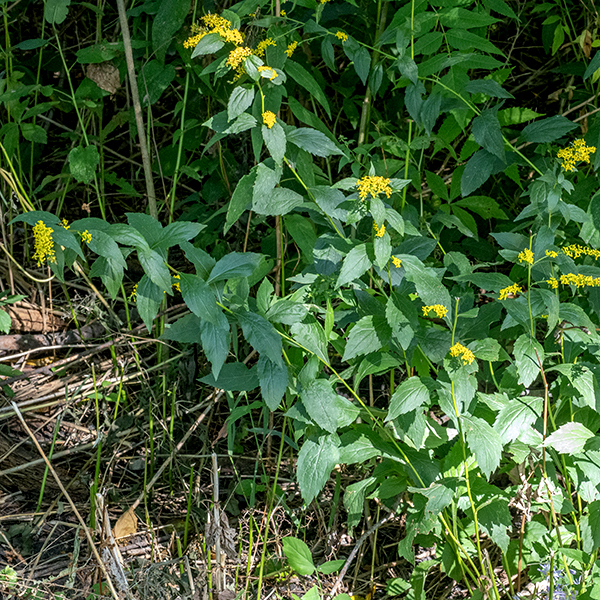 Elmleaf goldenrod is a native species that prefers open woodlands; it reaches 1.25-3' tall, usually unbranched except near the terminal inflorescences. The stem is light green, variably hairy, round in section, and rather slender. The leaves are alternate, up to 4" long and 1.75" across, thin, pinnately veined with serrated margins, oval or lance-shaped with sharply pointed tips (they are indeed reminiscent of elm leaves) and decreasing in size up the stem. The lower leaves taper basally into short, winged petioles, the upper leaves are sessile. The veins on the underside of the leaves are hairy. The stem (and sometimes upper leaf axils) produces an open, airy inflorescence (a panicle) at its tip that may be a foot tall and wide with arching, widely-spreading branches. The flowerheads rest on very short stems (nearly sessile) along one side of the major branches, facing upward; on the opposite side of the branches are small (1") bracts. Both stems and branches in the inflorescence are covered with hairs. The flowerheads are 1/8-1/4" across with 3-6 yellow, pistillate ray florets (no stamens) and 4-7 yellow, perfect disk florets (both stamens and a style). Surrounding the base of the flowerheads are 16-18 bracts (phyllaries) in 2-3 overlapping series.