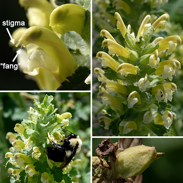 Wood betony's numerous yellow (less commonly, reddish brown) flowers arise from a spike (raceme) at the apex of the stem; the blooms open in a wave from the base of the spike to its tip. The flowers tend to be twisted clockwise around their long axis by about 30° so that, viewed from above, the flower spike looks like a pinwheel. Individual flowers are 1/2-1" long, tubular, with a hood-like upper lip that curves down into two small "teeth" or "fangs" at its tip (a distinguishing character of this species) and a paler or white three-lobed lower lip that functions as a landing pad for pollinators. The four stamens are hidden under the upper lip of the corolla; they are of two lengths with light yellow anthers. The single style is also largely hidden under the upper corolla lip, although the tip of the style may protrude; the stigma looks like the head of a common pin. The fruit is a 1/2" long, angular capsule reminiscent of a shoe tree (as in footwear, not plants) that is initially green, turning brown as it matures.