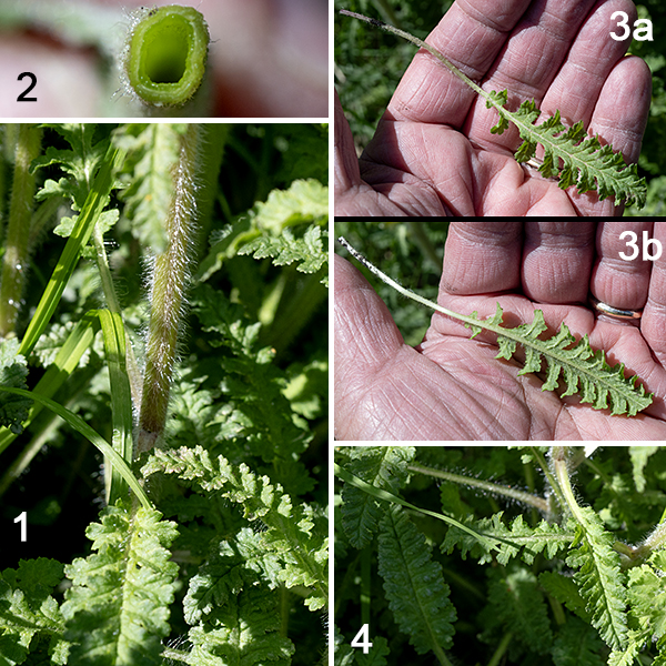 Wood betony is a native wildflower that is a hemiparasite, i.e., it is partially dependent on the roots of neighboring plants for water and nutrients, typically the roots of asters, grasses, and oak trees. Wood betony is a small plant (6-12" tall) that initially consists of a dense rosette of basal leaves each up to 6" long and a third as wide. A stout green or reddish-brown stem 3.5" long and covered with long, fine white hairs subsequently emerges from the center of the basal rosette. Small leaves with alternate insertions cover the stem; these stem leaves are oblong or lance-shaped with multiple deep pinnate lobes that have rounded, symmetrical teeth and long hairs along the leaf margins.