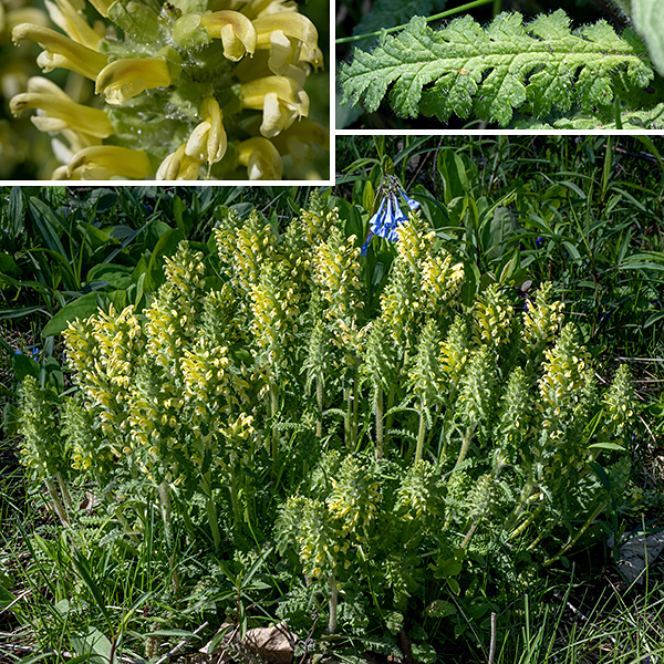Wood betony is a native wildflower that is a hemiparasite, i.e., it is partially dependent on the roots of neighboring plants for water and nutrients, typically the roots of asters, grasses, and oak trees. (It establishes tissue connections between its own roots and the roots of neighboring plants.) Wood betony is a small plant (6-12" tall) that initially consists of a dense rosette of basal leaves each up to 6" long and a third as wide.