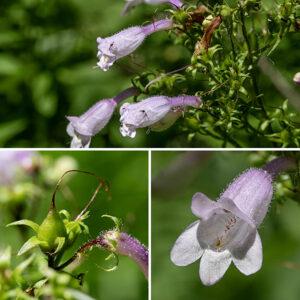 Calico penstemon (aka, long-sepaled penstemon) is a typical penstemon/beardtongue — 1-3' tall with an unbranched stem and a panicle of flowers at the apex of the stem. Flowers are about 1" long, with a calyx with five long (5-12 mm), narrow (1-2 mm) lobes, a tubular corolla with two upper lobes and three lower lobes on the aperture, and four stamens and a single style, all enclosed by the corolla. The corolla's exterior is light purple or light violet and covered in fine hairs; the interior of the corolla is white and smooth, without ridges. The lobes on the lower lip of the corolla do not protrude beyond the lobes of the upper lip. Calico penstemon is fairly rare in Jackson Park.