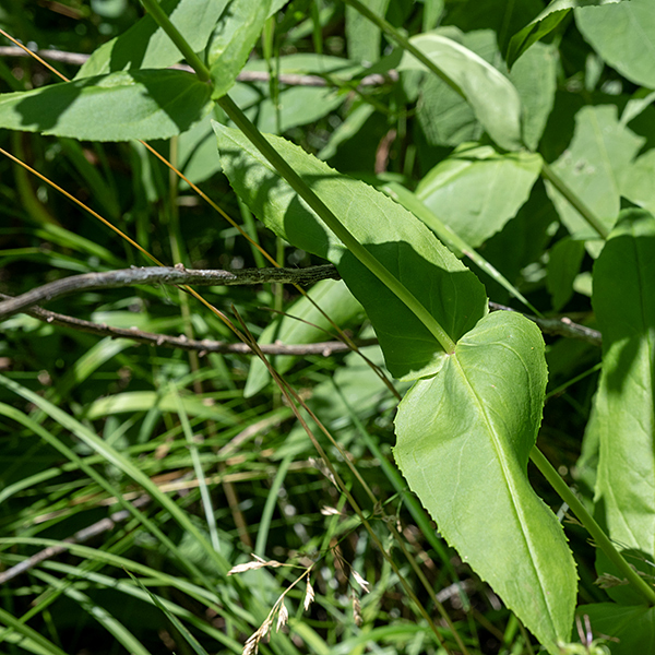 Calico penstemon (aka, long-sepaled penstemon) is a typical penstemon/beardtongue — 1-3' tall with an unbranched stem and a panicle of flowers at the apex of the stem. The leaves are sessile or clasp the stem, opposite, up to 5" long and 2" across, with leaves higher on the stem generally smaller. The leaves are yellowish-green, hairless, lance-shaped, with widely spaced, shallow teeth on the leaf margins. The stems that support the panicle of flowers are covered with fine white hairs. Calico penstemon is fairly rare in Jackson Park.