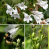 Foxglove beardtongue's inflorescence consists of 3-6 pairs of panicles at the apex of the stems. Individual flowers are white or (less often) pink with a green or maroon calyx, five narrowly triangular lobes, and a tubular corolla that flares abruptly distal to the calyx. The corolla's aperture bears five lobes (two above on the upper lip, three below on the lower lip) with pink or purple nectar guides inside the tube. The filament of a sterile stamen (a "staminode") bearing sparse yellow hairs runs along the midline of the lower half of the corolla, while the filaments of the other four stamens wrap around the inside of the corolla like ribs in a ribcage, with the black anthers positioned on either side of the midline of the upper corolla. A single style runs along the upper midline between the black anthers to emerge between the two upper aperture lobes. The fruit is a bullet-shaped capsule about 1/2" long nestled in the persistant calyx. The calyx, flower stalks, and the flowers themselves are densely covered by glandular hairs; the main stems and leaves are hairless. Foxglove beardtongue is ubiquitous in Jackson Park.