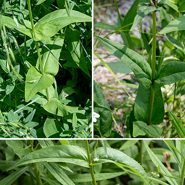 Foxglove beardtongue begins as a rosette of tightly packed basal leaves, each up to 6" long and 2.5" wide. In the spring, one to several stems spring from the rosettes, ultimately reaching heights of 3'. The stem leaves are hairless, opposite, more lance-shaped than the basal leaves, with minutely toothed margins; opposite pairs of stem leaves are oriented at 90° to the pairs above and below on the stem. The calyx, flower stalks, and the flowers themselves are densely covered by glandular hairs; the main stems and leaves are hairless. Foxglove beardtongue is ubiquitous in Jackson Park.