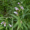 Slender beardtongue (aka, lilac penstemon) is another beardtongue/penstemon that is uncommon in Jackson Park. The stems are unbranched, green or purple, and may or may not bear hairs. There are both basal and stem leaves. The basal and lower stem leaves are 1-3" long and 1/2" wide, variable in shape and leaf margins; the stem leaves are smaller and minutely toothed. Individual flowers are pinkish, purple, or pale violet, about 3/4" long; they are comprised of a green calyx with five triangular lobes and a tubular corolla that is abruptly inflated in the more distal two thirds of the flower. The lower lip of the corolla has three lobes that extend down and out from the aperture the upper lip has two smaller, erect lobes. The interior of the corolla is white with several dark purple lines that act as nectar guides. The filament of a sterile stamen (a "staminode") bearing sparse yellow hairs runs along the midline of the lower half of the corolla, while the filaments of the other four stamens wrap around the inside of the corolla like ribs in a ribcage, with the black anthers positioned on either side of the midline of the upper corolla. A single style runs along the upper midline between the black anthers. The fruit is a more or less bullet-shaped capsule nestled in the persistant calyx. The calyx, flowers, and flower stalks are all covered with glandular hairs; the stems and leaves are not.