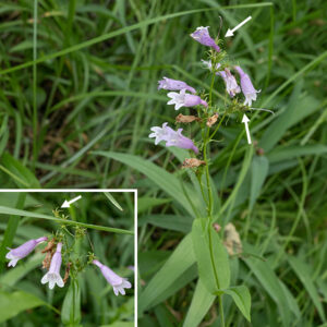 Slender beardtongue (aka, lilac penstemon) is another beardtongue/penstemon that is uncommon in Jackson Park. The stems are unbranched, green or purple, and may or may not bear hairs. There are both basal and stem leaves. The basal and lower stem leaves are 1-3" long and 1/2" wide, variable in shape and leaf margins; the stem leaves are smaller and minutely toothed. Individual flowers are pinkish, purple, or pale violet, about 3/4" long; they are comprised of a green calyx with five triangular lobes and a tubular corolla that is abruptly inflated in the more distal two thirds of the flower. The lower lip of the corolla has three lobes that extend down and out from the aperture the upper lip has two smaller, erect lobes. The interior of the corolla is white with several dark purple lines that act as nectar guides. The filament of a sterile stamen (a "staminode") bearing sparse yellow hairs runs along the midline of the lower half of the corolla, while the filaments of the other four stamens wrap around the inside of the corolla like ribs in a ribcage, with the black anthers positioned on either side of the midline of the upper corolla. A single style runs along the upper midline between the black anthers. The fruit is a more or less bullet-shaped capsule nestled in the persistant calyx. The calyx, flowers, and flower stalks are all covered with glandular hairs; the stems and leaves are not.