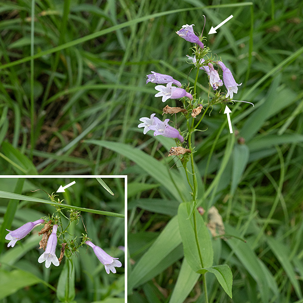Slender beardtongue (aka, lilac penstemon) is another beardtongue/penstemon that is uncommon in Jackson Park. The stems are unbranched, green or purple, and may or may not bear hairs. There are both basal and stem leaves. The basal and lower stem leaves are 1-3" long and 1/2" wide, variable in shape and leaf margins; the stem leaves are smaller and minutely toothed. Individual flowers are pinkish, purple, or pale violet, about 3/4" long; they are comprised of a green calyx with five triangular lobes and a tubular corolla that is abruptly inflated in the more distal two thirds of the flower. The lower lip of the corolla has three lobes that extend down and out from the aperture the upper lip has two smaller, erect lobes. The interior of the corolla is white with several dark purple lines that act as nectar guides. The filament of a sterile stamen (a "staminode") bearing sparse yellow hairs runs along the midline of the lower half of the corolla, while the filaments of the other four stamens wrap around the inside of the corolla like ribs in a ribcage, with the black anthers positioned on either side of the midline of the upper corolla. A single style runs along the upper midline between the black anthers. The fruit is a more or less bullet-shaped capsule nestled in the persistant calyx. The calyx, flowers, and flower stalks are all covered with glandular hairs; the stems and leaves are not.
