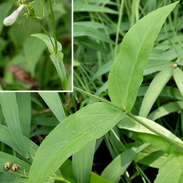 Slender beardtongue (aka, lilac penstemon) is another beardtongue/penstemon that is uncommon in Jackson Park. The stems are unbranched, green or purple, and may or may not bear hairs. There are both basal and stem leaves. The basal and lower stem leaves are 1-3" long and 1/2" wide, variable in shape and leaf margins; the stem leaves are smaller and minutely toothed. Individual flowers are pinkish, purple, or pale violet, about 3/4" long; they are comprised of a green calyx with five triangular lobes and a tubular corolla that is abruptly inflated in the more distal two thirds of the flower. The calyx, flowers, and flower stalks are all covered with glandular hairs; the stems and leaves are not.