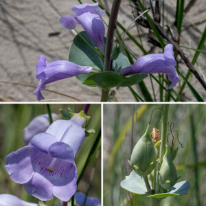 Large-flowered penstemon flowers develop in the axils of the stem leaves in pairs. (Occasionally a triplet will arise.) Individual flowers are up to 2" long, pale lavender or pink, tubular, sightly flattened vertically but flaring at the aperture, with a two-lobed upper lip and 3-lobed lower lip with purple lines on the interior. The bluish-green calyx has five teeth. A distinct longitudinal ridge runs along the upper surface of the corolla, intersecting the aperture between the two upper lobes. A white style with a tiny stigma runs along the inside of the corolla under the longitudinal ridge and protrudes from the throat. The four fertile stamens are recessed, with their filaments wrapped around the inside of the corolla like a ribcage and the anthers on either side of the dorsal midline; the fifth (sterile) stamen runs along the lower midline and ends in a recurved or coiled tip with a prominent pad bearing short, brilliant-yellow hairs. The fruit is a teardrop-shaped seed pod nestled in the remains of the calyx. Large-flowered penstemon prefers poorer but well-drained soils with significant rocky material or sand. This species is officially listed as "endangered" in Illinois.