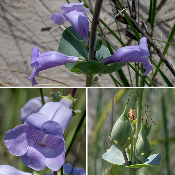 Large-flowered penstemon flowers develop in the axils of the stem leaves in pairs. (Occasionally a triplet will arise.) Individual flowers are up to 2" long, pale lavender or pink, tubular, sightly flattened vertically but flaring at the aperture, with a two-lobed upper lip and 3-lobed lower lip with purple lines on the interior. The bluish-green calyx has five teeth. A distinct longitudinal ridge runs along the upper surface of the corolla, intersecting the aperture between the two upper lobes. A white style with a tiny stigma runs along the inside of the corolla under the longitudinal ridge and protrudes from the throat. The four fertile stamens are recessed, with their filaments wrapped around the inside of the corolla like a ribcage and the anthers on either side of the dorsal midline; the fifth (sterile) stamen runs along the lower midline and ends in a recurved or coiled tip with a prominent pad bearing short, brilliant-yellow hairs. The fruit is a teardrop-shaped seed pod nestled in the remains of the calyx. Large-flowered penstemon prefers poorer but well-drained soils with significant rocky material or sand. This species is officially listed as "endangered" in Illinois.