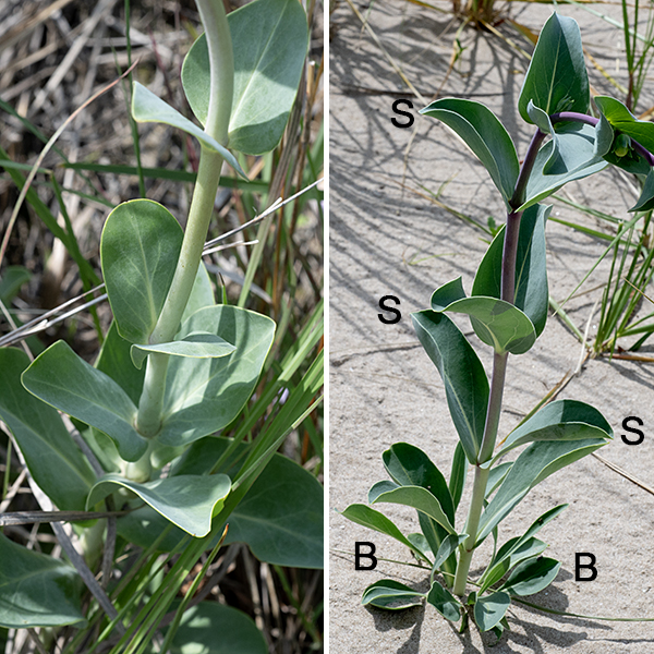 Large-flowered penstemon is a single-stemmed plant up to about 3' tall. The stems are pale red or whitish-green, circular in section, hairless, with a waxy bloom. The basal and lower stem leaves are 1-6" long and a third as wide, stalked, toothless, hairless, and elliptical or spatula-shaped. The upper stem leaves are smaller (up to 4"), ovate to nearly round, bluntly pointed, greyish- or bluish-green with a waxy appearance, and strongly reminiscent of succulents; they are opposite and are either sessile (lower on the stem) or clasp the stem (upper stem). Large-flowered penstemon prefers poorer but well-drained soils with significant rocky material or sand. This species is officially listed as "endangered" in Illinois.