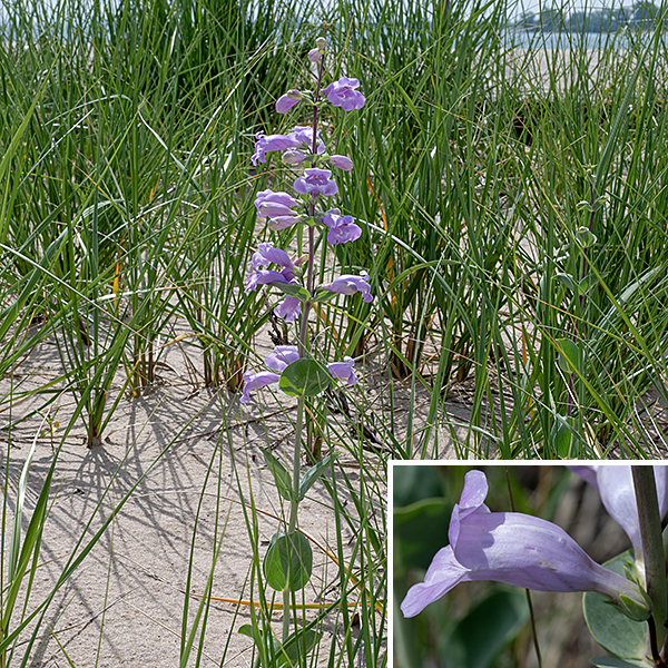 Large-flowered penstemon is a single-stemmed plant up to about 3' tall. The stems are pale red or whitish-green, circular in section, hairless, with a waxy bloom. The flowers develop in the axils of the stem leaves in pairs. (Occasionally a triplet will arise.) Individual flowers are up to 2" long, pale lavender or pink, tubular, sightly flattened vertically but flaring at the aperture, with a two-lobed upper lip and 3-lobed lower lip with purple lines on the interior. Large-flowered penstemon prefers poorer but well-drained soils with significant rocky material or sand. This species is officially listed as "endangered" in Illinois.