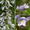 Hairy beardtongue is 1-2.5' tall and blatantly hairy — backlit plants seen from a distance show a white nimbus around the stems. The flowers are slender, lavender colored, with white lips; the aperture of the flower is nearly occluded by the arched lower lip. Like the other beardtongues/penstemons the tubular flowers have an upper and lower lip have a total of five lobes (two above, three below). The calyx, flower stems, and the flowers themselves are densely covered by glandular hairs; the stems are densely covered with fine white hairs. The stem leaves are pointed, triangular with toothed margins, and occur in opposite pairs; the leaf pairs are oriented at 90° to the pairs above and below them on the stem.