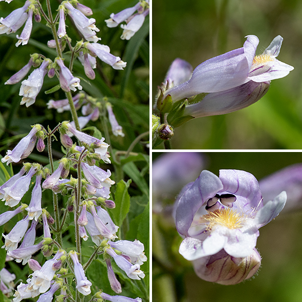 Hairy beardtongue is 1-2.5' tall and blatantly hairy — backlit plants seen from a distance show a white nimbus around the stems. The flowers are slender, lavender colored, with white lips; the aperture of the flower is nearly occluded by the arched lower lip. Like the other beardtongues/penstemons the tubular flowers have an upper and lower lip have a total of five lobes (two above, three below). The calyx, flower stems, and the flowers themselves are densely covered by glandular hairs; the stems are densely covered with fine white hairs. The stem leaves are pointed, triangular with toothed margins, and occur in opposite pairs; the leaf pairs are oriented at 90° to the pairs above and below them on the stem.