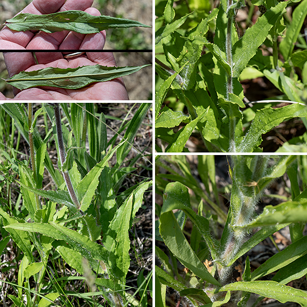 Hairy beardtongue is 1-2.5' tall and blatantly hairy — backlit plants seen from a distance show a white nimbus around the stems. The flowers are slender, lavender colored, with white lips; the aperture of the flower is nearly occluded by the arched lower lip. Like the other beardtongues/penstemons the tubular flowers have an upper and lower lip have a total of five lobes (two above, three below). The calyx, flower stems, and the flowers themselves are densely covered by glandular hairs; the stems are densely covered with fine white hairs. The stem leaves are pointed, triangular with toothed margins, and occur in opposite pairs; the leaf pairs are oriented at 90° to the pairs above and below them on the stem.