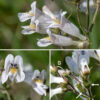 Pale beardtongue stems terminate in a 4-10" long panicle of flowers that is longer than broad. Flowers are 3/4" long consisting of a short, green calyx with five teeth, a tubular, white corolla similar to that of other penstemons/beardtongues, four fertile stamens with brown anthers, a bright yellow "beard" on the lower lip (as in hairy beardtongue), and a single style. The upper lip of the corolla has the usual two erect lobes, but the lower lip has three rounded lobes that project forward well beyond the margin of the upper lip. The outer surfaces of the flowers and flower stalks are covered with hairs. The throat of the corolla's lower surface has three thin purple veins, a narrow patch of long, bright yellow hairs, and a pair of low ridges/grooves, one on either side of the midline. The fruit is an egg-shaped capsule 1/4" long nestled in the persistent calyx. Both pale beardtongue and foxglove beardtongue (Penstemon digitalis) have white flowers and might be confused. However, the flowers of pale beardtongue are smaller, the flowers have two distinct ridges on the interior of the lower half of the corolla, and the three lobes on the lower lip are parallel to the floor of the corolla and extend well beyond the upper lip. None of these traits are present in foxglove beardtongue. In Jackson Park, pale beardtongue is less common than hairy beardtongue and much less common that foxglove beardtongue.