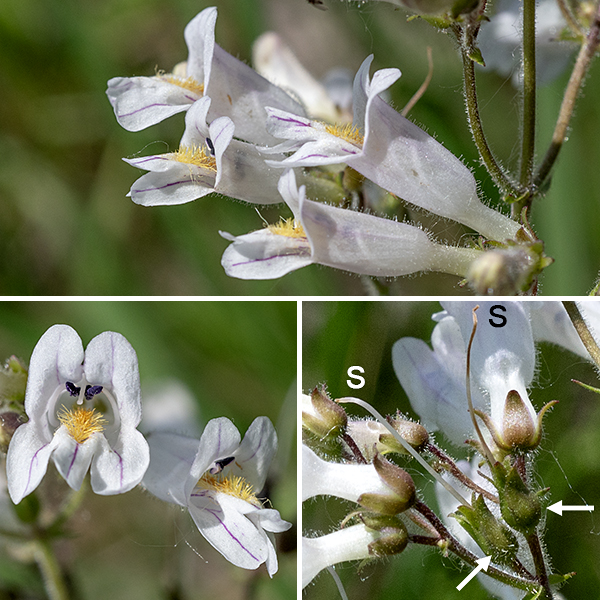 Pale beardtongue stems terminate in a 4-10" long panicle of flowers that is longer than broad. Flowers are 3/4" long consisting of a short, green calyx with five teeth, a tubular, white corolla similar to that of other penstemons/beardtongues, four fertile stamens with brown anthers, a bright yellow "beard" on the lower lip (as in hairy beardtongue), and a single style. The upper lip of the corolla has the usual two erect lobes, but the lower lip has three rounded lobes that project forward well beyond the margin of the upper lip. The outer surfaces of the flowers and flower stalks are covered with hairs. The throat of the corolla's lower surface has three thin purple veins, a narrow patch of long, bright yellow hairs, and a pair of low ridges/grooves, one on either side of the midline. The fruit is an egg-shaped capsule 1/4" long nestled in the persistent calyx. Both pale beardtongue and foxglove beardtongue (Penstemon digitalis) have white flowers and might be confused. However, the flowers of pale beardtongue are smaller, the flowers have two distinct ridges on the interior of the lower half of the corolla, and the three lobes on the lower lip are parallel to the floor of the corolla and extend well beyond the upper lip. None of these traits are present in foxglove beardtongue. In Jackson Park, pale beardtongue is less common than hairy beardtongue and much less common that foxglove beardtongue.