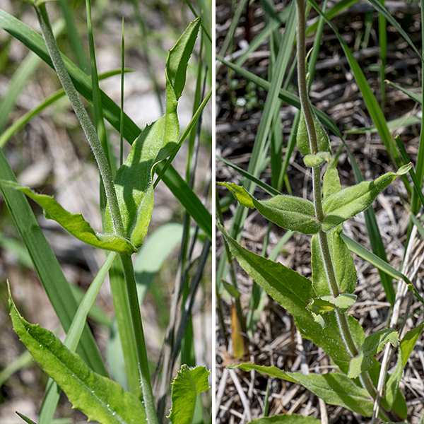 Pale beardtongue is a relatively small plant (1-2.5' max) with a single, unbranched, pale green stem, round in section, evenly covered with short fuzz (like hairy beardtongue) and a few scattered, long white hairs. Basal leaves are 1-5 " long with rounded or bluntly pointed tips and a base that tapers to a winged petiole. Stem leaves are opposite, 3.25" long and 3/4" across, an elongated lance-shape, with margins that are either smooth or with a few tiny teeth. Both surfaces of the basal and stem leaves are covered with short fuzz. The stems terminate in a 4-10" long panicle of flowers that is longer than broad. In Jackson Park, pale beardtongue is less common than hairy beardtongue and much less common that foxglove beardtongue.