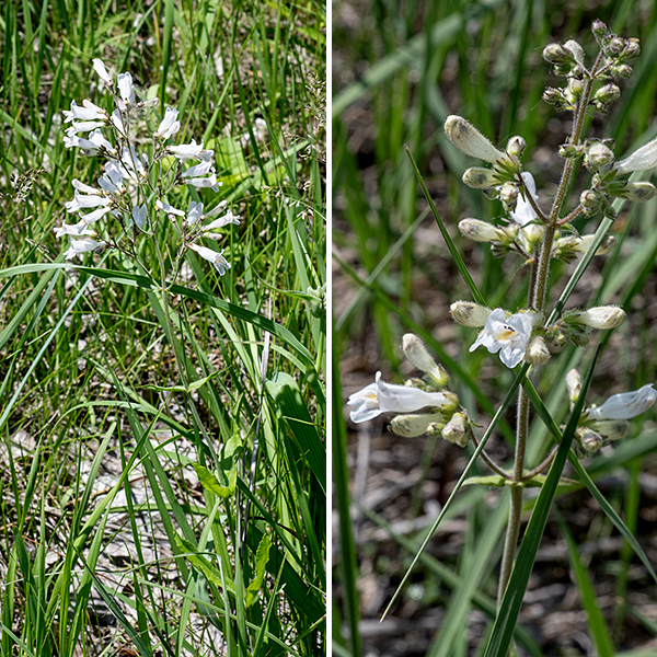 Pale beardtongue is a relatively small plant (1-2.5' max) with a single, unbranched, pale green stem, round in section, evenly covered with short fuzz (like hairy beardtongue) and a few scattered, long white hairs. Both pale beardtongue and foxglove beardtongue (Penstemon digitalis) have white flowers and might be confused. However, the flowers of pale beardtongue are smaller, the flowers have two distinct ridges/grooves on the interior of the lower half of the corolla, and the three lobes on the lower lip are parallel to the floor of the corolla and extend well beyond the upper lip. None of these traits are present in foxglove beardtongue. In Jackson Park, pale beardtongue is less common than hairy beardtongue and much less common that foxglove beardtongue.