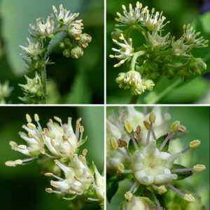 Ditch stonecrop is native to North America; its range includes the majority of the states in the U.S. and the provinces in Canada. It is a small (1-2' tall) plant with green or red stems, usually unbranched. Cymes of flowers 1-3" across arise from the upper stems, each cyme with 2-4 spreading flowering stalks; flowers are restricted to only one side of the flower stalks. Individual 1/4" flowers are yellowish-green to white, have five spreading, green sepals, ten stamens with cream-colored or yellow-orange anthers, and five beaked carpels, each with a single style and a green stigma; petals are completely absent. (The carpels look rather like a teapot with no handle and a very wide spout, or like a "duck" wine decanter. Look it up.) The carpels become the seed capsules; they turn bright red when mature. Ditch stonecrop prefers wet habitats (like ditches). It is completely unrelated to biting stonecrop (Sedum acre).