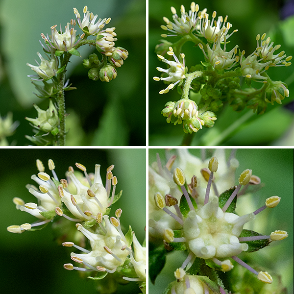 Ditch stonecrop is native to North America; its range includes the majority of the states in the U.S. and the provinces in Canada. It is a small (1-2' tall) plant with green or red stems, usually unbranched. Cymes of flowers 1-3" across arise from the upper stems, each cyme with 2-4 spreading flowering stalks; flowers are restricted to only one side of the flower stalks. Individual 1/4" flowers are yellowish-green to white, have five spreading, green sepals, ten stamens with cream-colored or yellow-orange anthers, and five beaked carpels, each with a single style and a green stigma; petals are completely absent. (The carpels look rather like a teapot with no handle and a very wide spout, or like a "duck" wine decanter. Look it up.) The carpels become the seed capsules; they turn bright red when mature. Ditch stonecrop prefers wet habitats (like ditches). It is completely unrelated to biting stonecrop (Sedum acre).