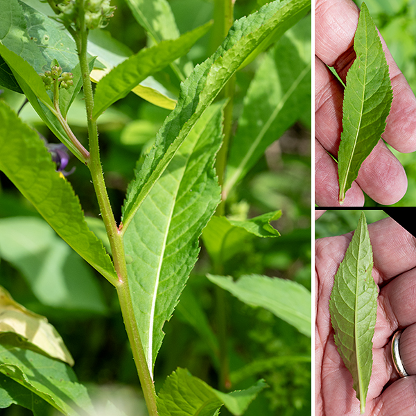 Ditch stonecrop is native to North America; its range includes the majority of the states in the U.S. and the provinces in Canada. It is a small (1-2' tall) plant with green or red stems, usually unbranched; other stem characters are highly variable. The leaves are alternate, 4" long and 1" across, an elongated oval in shape, with finely serrated margins, prominent midveins, and with either short, slender petioles or with sessile attachments. Cymes of flowers 1-3" across arise from the upper stems or leaf axils, each cyme with 2-4 spreading flowering stalks; flowers are restricted to only one side of the flower stalks. Ditch stonecrop prefers wet habitats (like ditches). It is completely unrelated to biting stonecrop (Sedum acre).
