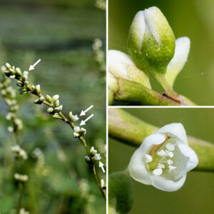 Waterpepper is a rather spare plant, 1-2' tall which needs close observation to be appreciated. 2-7" long spikes of minute flowers, only a few of which are open at any one time, terminate the upper stems; the flower spikes often nod or droop. Each greenish-white flower is ~1/8" long with five tepals covered with glandular pits (see below), green towards the base, brilliant white at the tips, 4-6 white stamens, and 2-3 white styles. The flowers never open very far. P. hydropiper is distinguished by (usually) reddish stems and the presence of tiny glandular pits (often pale yellow or brown, and only visible with magnification) on the greenish portions of the tepals. Cultivated varieties of waterpepper have been eaten in Japan and Europe, but the wild form produces a variety of oils that can cause skin (including the oral mucosa) irritation and swelling.